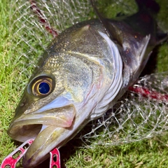 フッコ（マルスズキ）の釣果