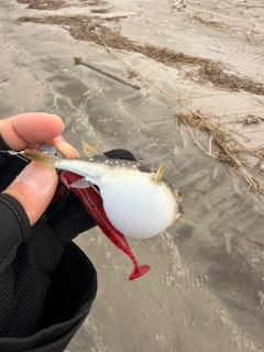 クサフグの釣果
