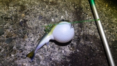 シロサバフグの釣果
