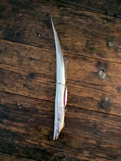 タチウオの釣果