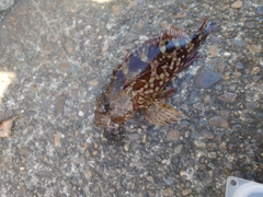 カサゴの釣果