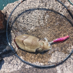 モンゴウイカの釣果