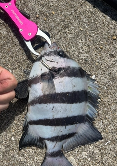 イシダイの釣果
