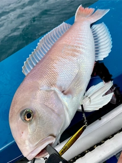 シロアマダイの釣果