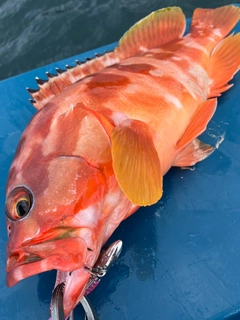 アカハタの釣果