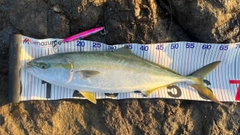 メジロの釣果