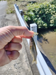 アブラハヤの釣果