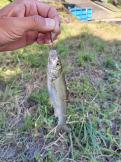 ウグイの釣果
