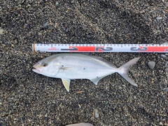 ショゴの釣果