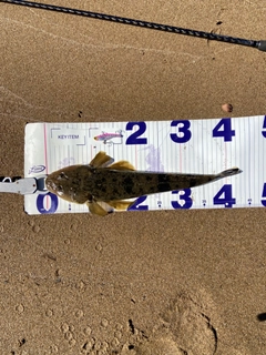 マゴチの釣果