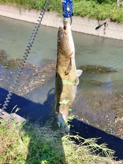 ナマズの釣果