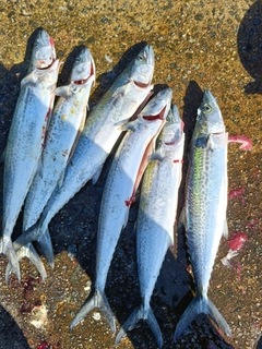 サゴシの釣果