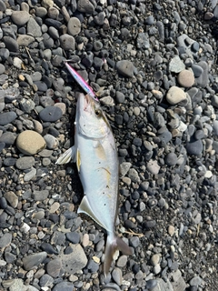 ショゴの釣果