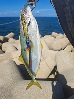 イナダの釣果