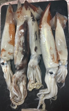 スルメイカの釣果