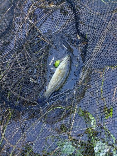 ブラックバス 猪名川下流で釣れたブラックバスの釣り・釣果情報 - アングラーズ