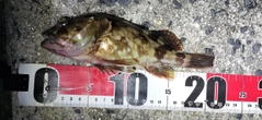 カサゴの釣果