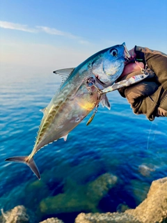 スマカツオの釣果
