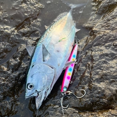 スマガツオの釣果