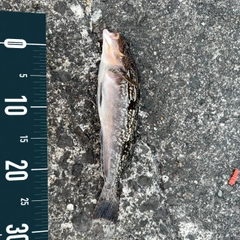 アイナメの釣果