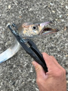 タチウオの釣果