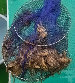 イイダコの釣果