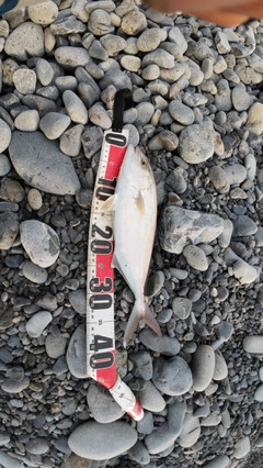 カンパチの釣果