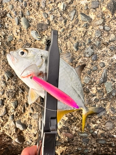メッキの釣果