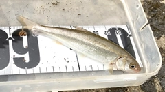 ウグイの釣果
