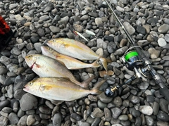 ショゴの釣果