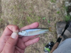 オイカワの釣果