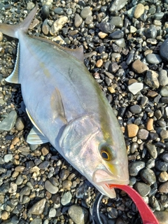 ショゴの釣果