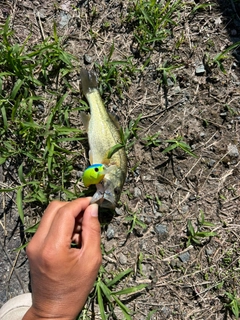 ブラックバスの釣果