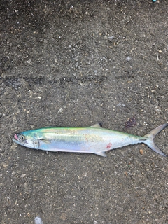 サゴシの釣果