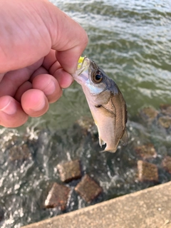 スズキの釣果