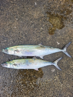 サゴシの釣果