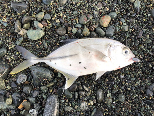 メッキの釣果