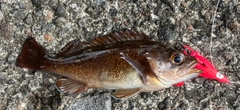 ガヤの釣果
