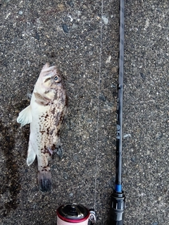 クロソイの釣果