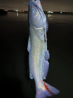 アメリカナマズの釣果