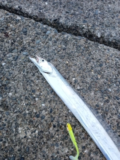 タチウオの釣果