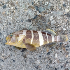 アオハタの釣果