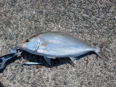 ネリゴの釣果