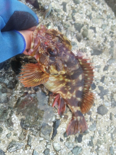 アラカブの釣果