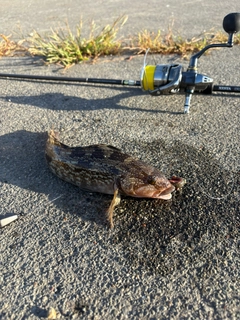 アブラコの釣果