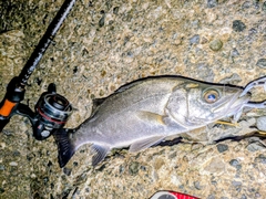 セイゴ（ヒラスズキ）の釣果