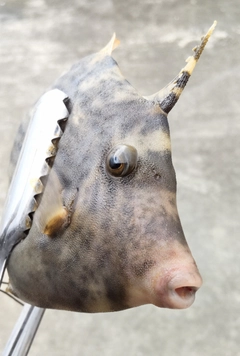 カワハギの釣果