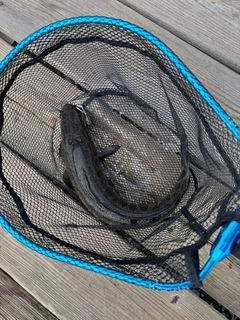 ライギョの釣果