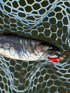 ニジマスの釣果