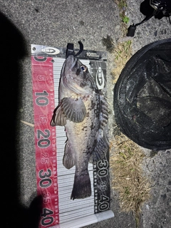 クロソイの釣果
